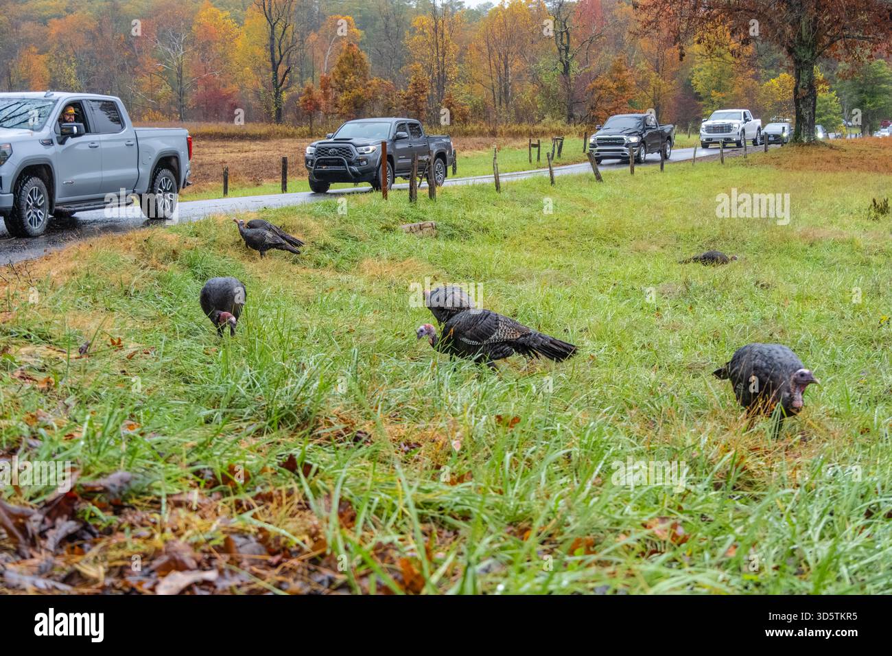 Tacchini selvatici (Meleagris gallopavo) che si nutrono lungo Loop Road a Cades Cove nel Great Smoky Mountains National Park vicino a Townsend, Tennessee. (USA) Foto Stock