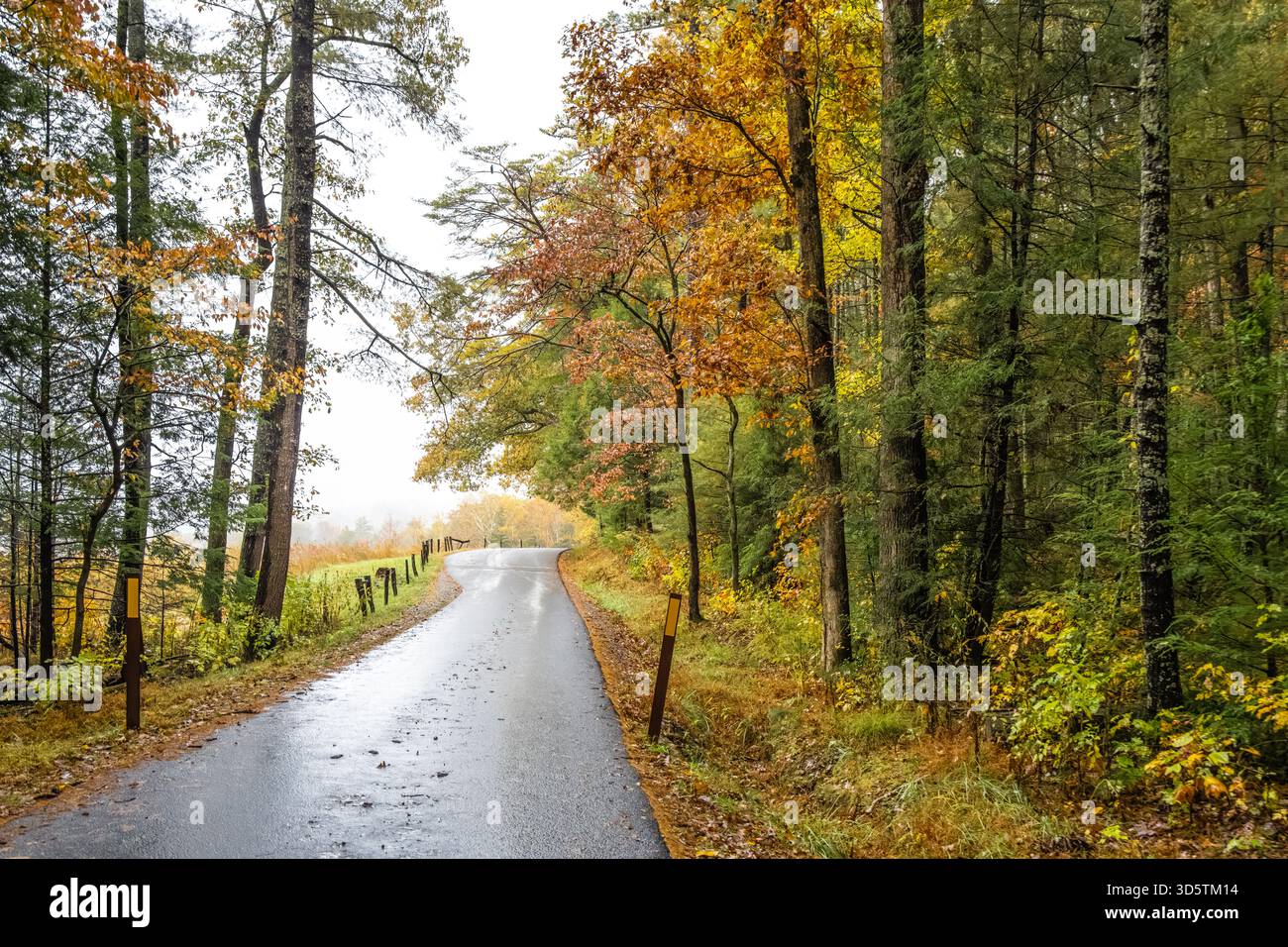 Nebbia di prima mattina con colorate foglie autunnali lungo la panoramica Cades Cove Loop Road nel Great Smoky Mountains National Park vicino a Townsend, Tennessee. (USA) Foto Stock