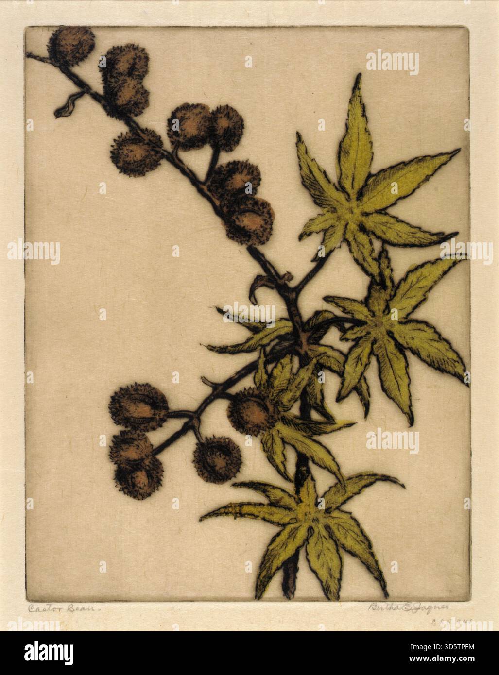 Storica opera botanica su piatto di foglie di fagioli di castoro e baccelli di semi piccanti disposti su un delicato ramo, da uno studio dell'inizio del XX secolo di Bertha E. Jaques. Foto Stock