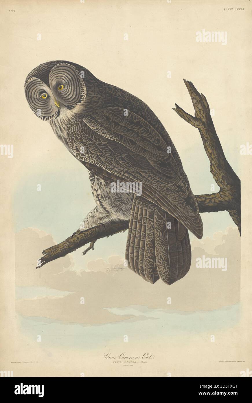 Questa incisione del 1837 di Robert Havell, in onore di John James Audubon, raffigura il grande Gufo Cinereo, che mostra grandi dimensioni, testa arrotondata, becco uncinato, taloni, piume, apertura alare e habitat boschivo naturale. Foto Stock