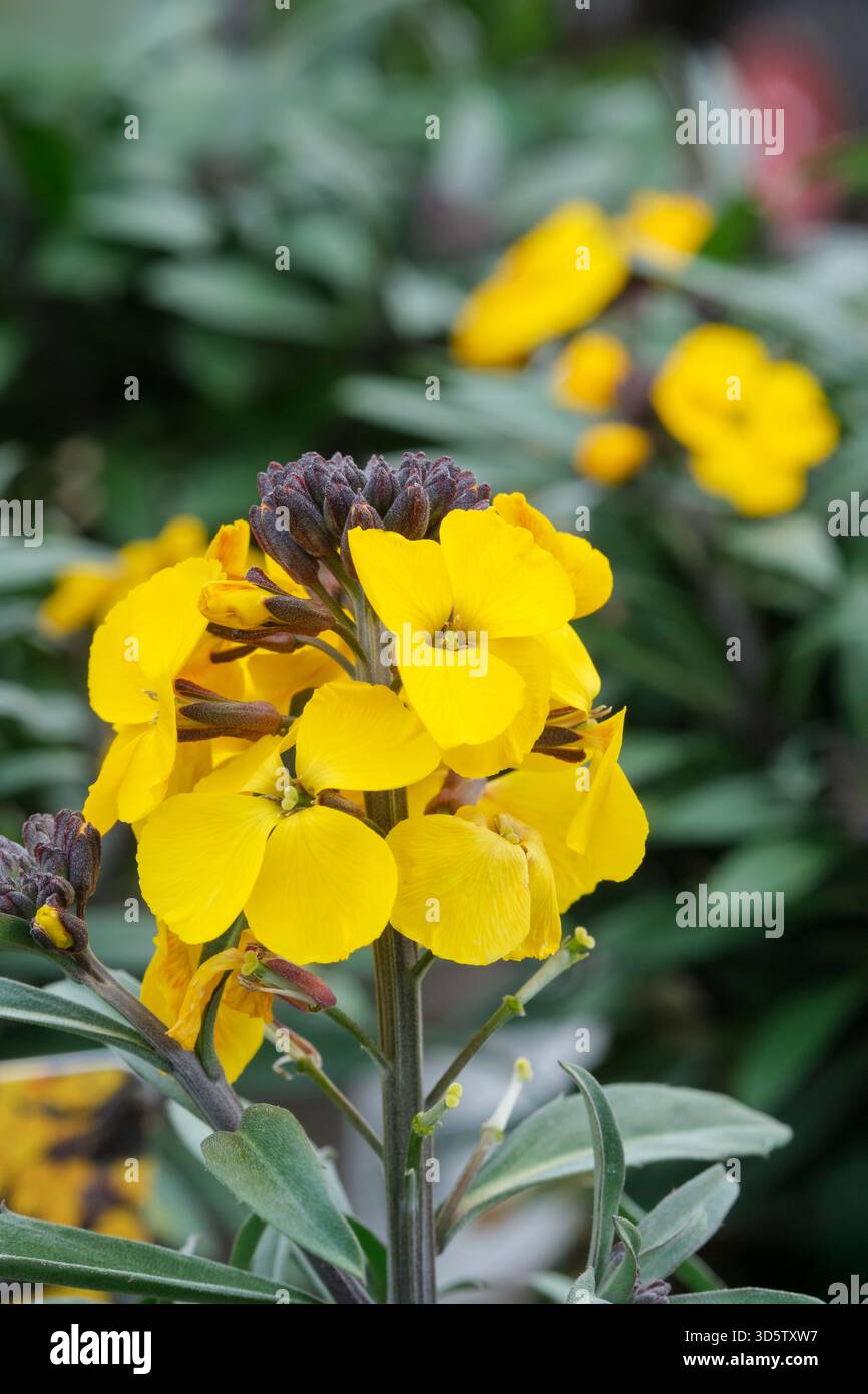 Il profumo del sole di Erysimum Walberton, il profumo del sole dei fiori di paramello, i picchi di fiori gialli brillanti che si aprono da gemme scure primaverili Foto Stock