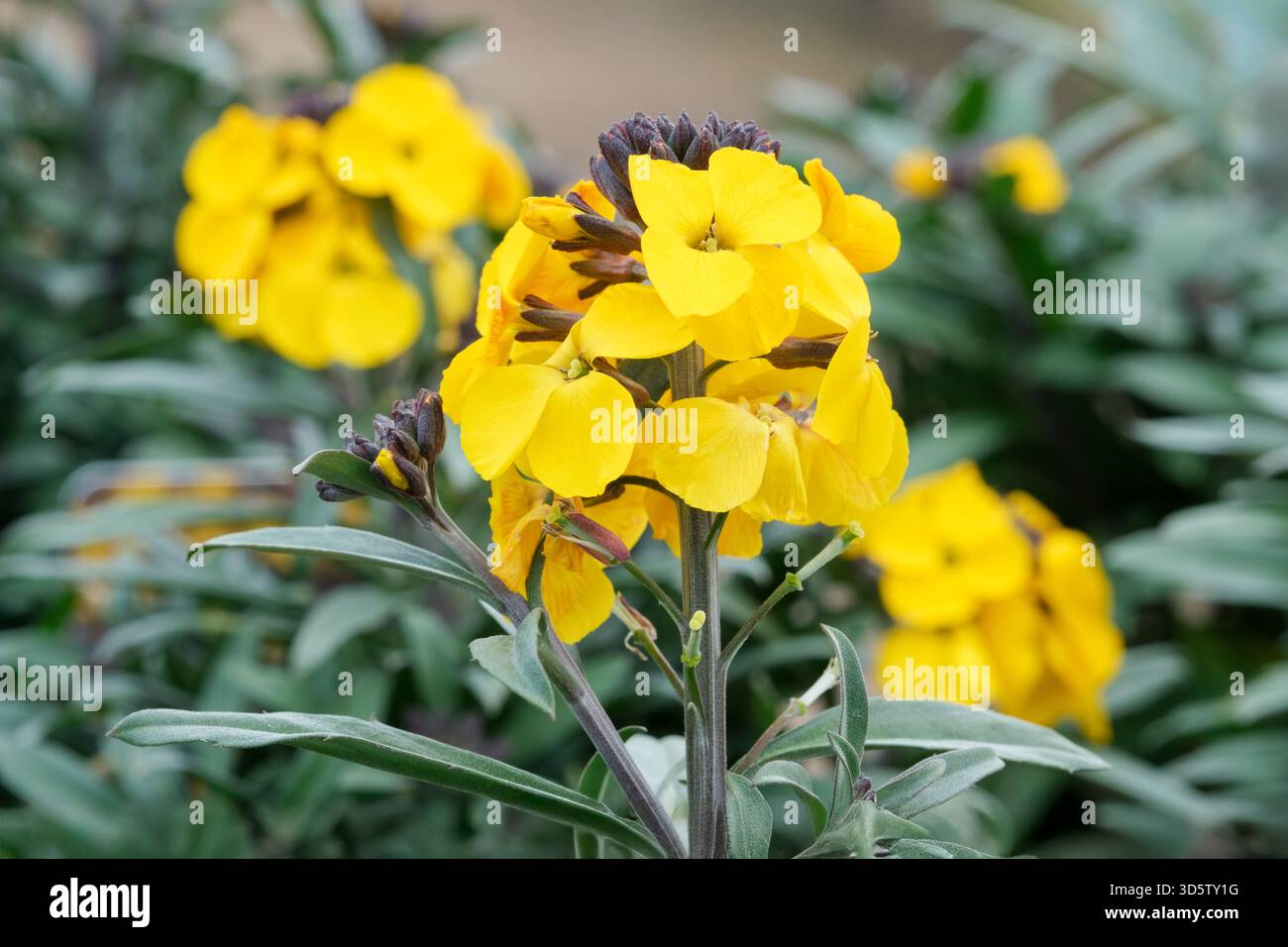 Il profumo del sole di Erysimum Walberton, il profumo del sole dei fiori di paramello, i picchi di fiori gialli brillanti che si aprono da gemme scure primaverili Foto Stock