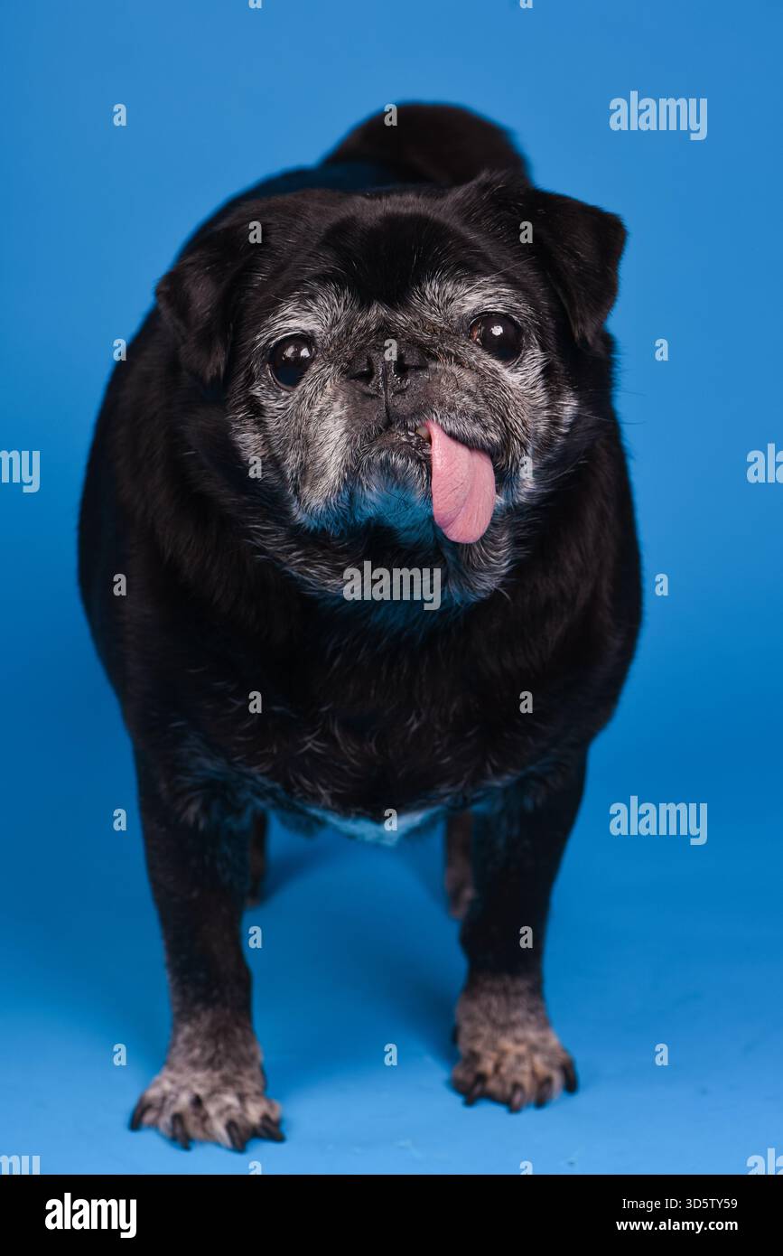 Vecchio pug nero con blep in piedi su sfondo blu Foto Stock