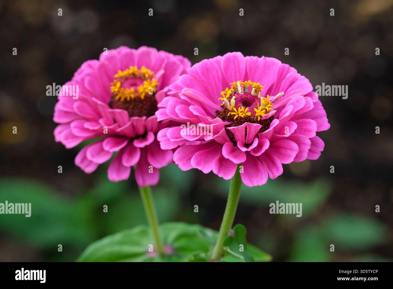 Zinnia elegans Purple Prince, zinnia Purple Prince, brillante rosa-viola, fiori completamente doppi in autunno Foto Stock