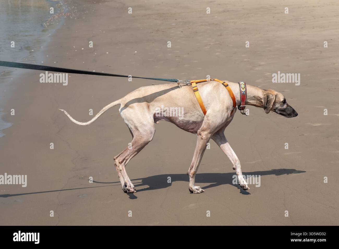 Un cane muscoloso al guinzaglio che corre con l'imbracatura che cammina nel parco. Un cane Sloughi, un levriero arabo, che fa una passeggiata all'aperto su una spiaggia sabbiosa. La razza Sloughi lo fa Foto Stock
