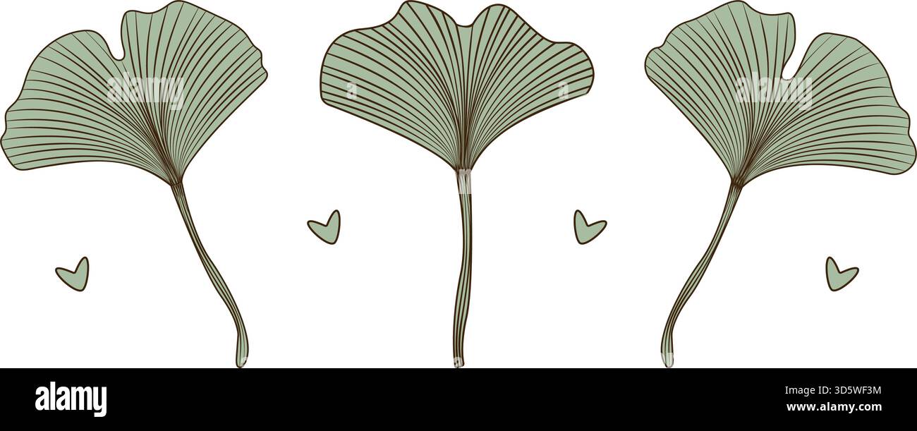Set di colori per foglie di Ginkgo biloba, fogliame verde vettoriale con contorno marrone Illustrazione Vettoriale