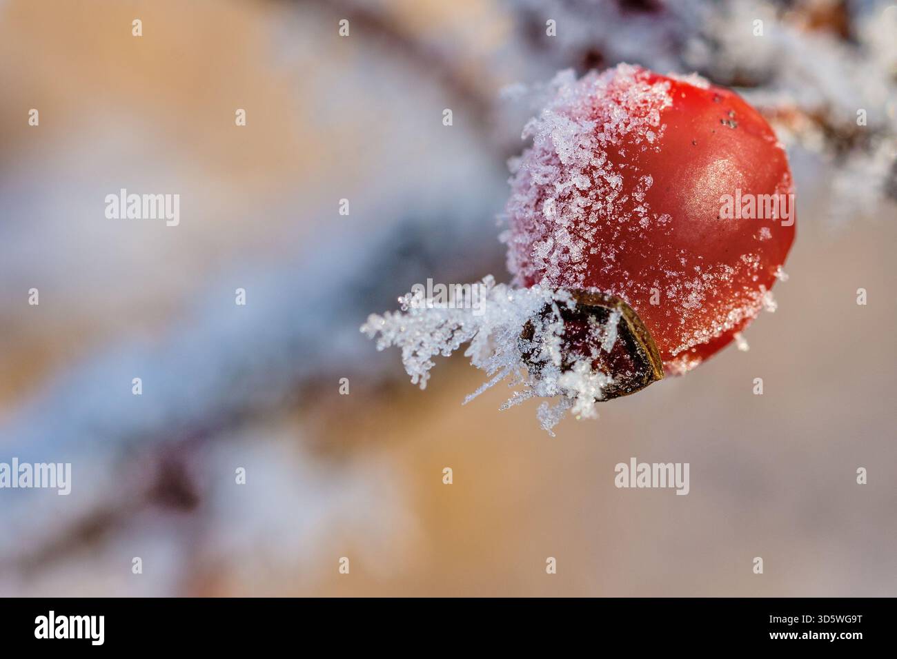 Un mirtillo rosso risplende di cristalli di ghiaccio, il suo colore vivace si illumina contro una morbida sfocatura invernale. Foto Stock