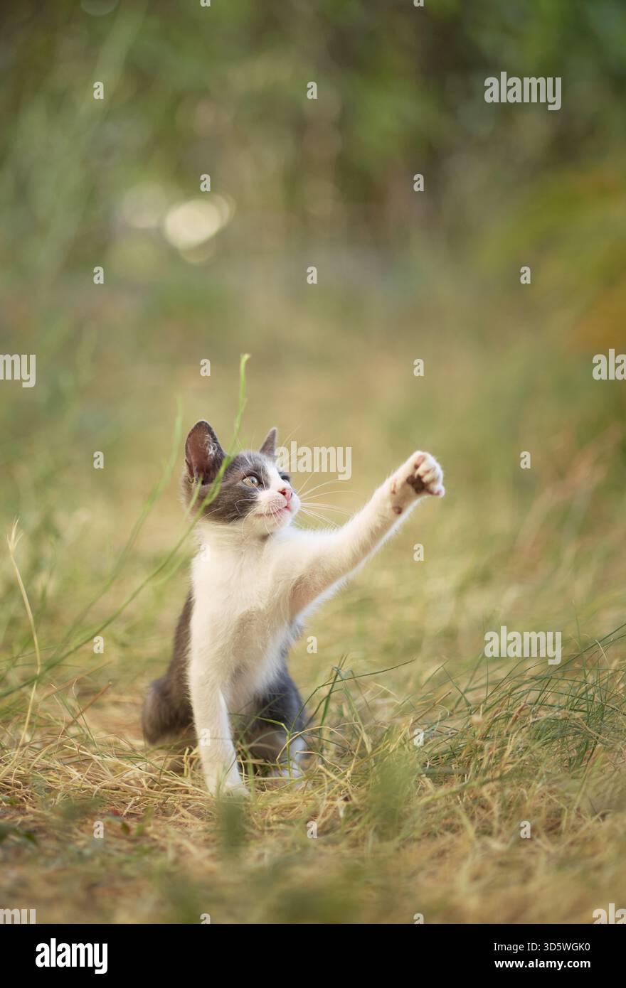Un gatto di colore chiaro si alza in piedi con le orecchie sollevate. L'erba e il bokeh creano un'atmosfera calda. Foto Stock