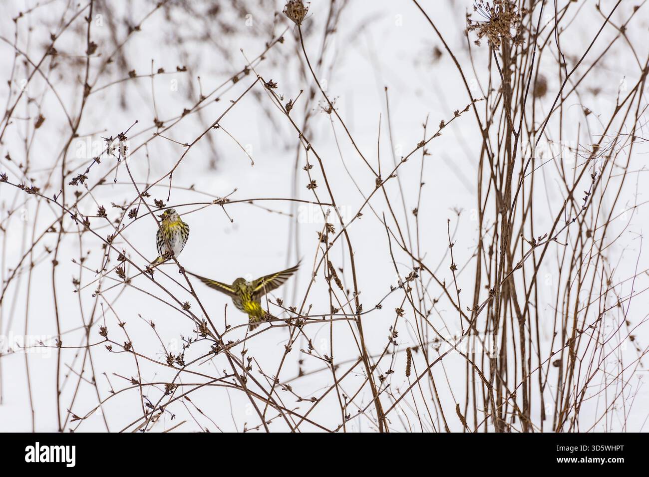Due Yellowhammer si aprono e sfrecciano tra ramoscelli innevati, il loro piumaggio giallo si fa vivo contro il bianco. Foto Stock
