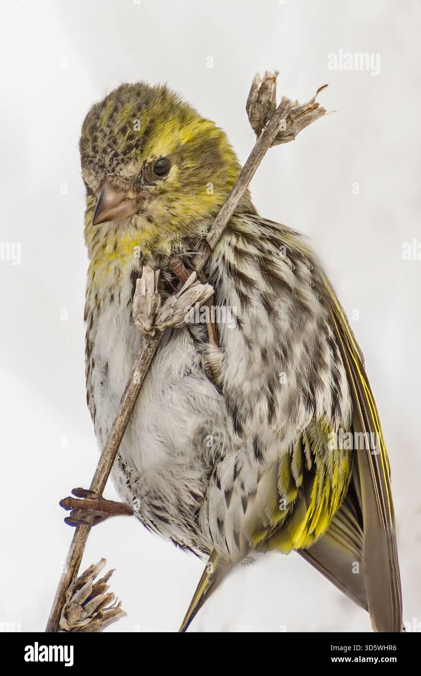 Uno Yellowhammer poggia su uno stelo essiccato in un campo innevato, con la sua corona gialla che si illumina contro il bianco. Foto Stock