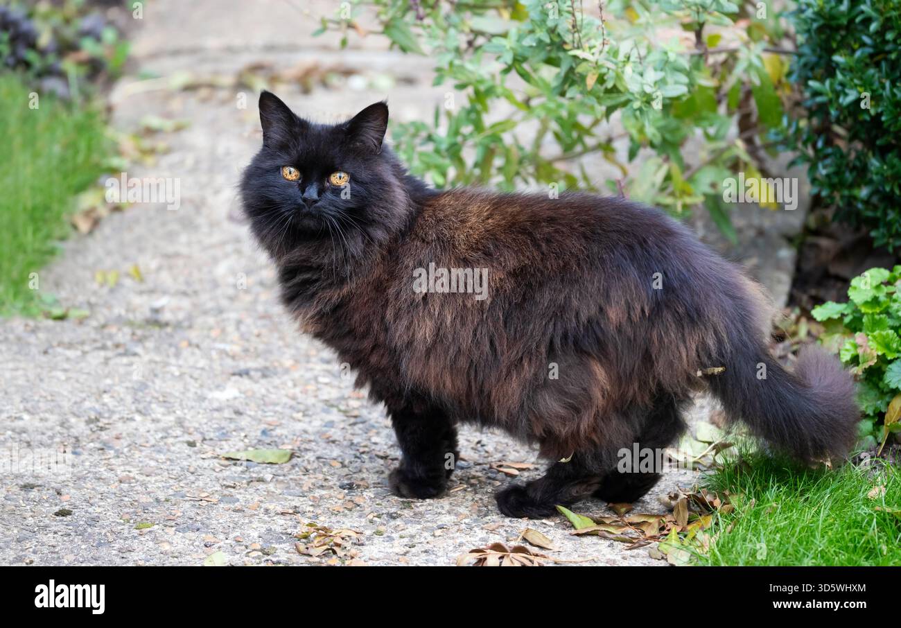 Un bellissimo gatto domestico dai capelli lunghi in piedi su un sentiero in cemento, avvistato da occhi color ambra luminosi, circondato da verde vegetale e caduto Foto Stock