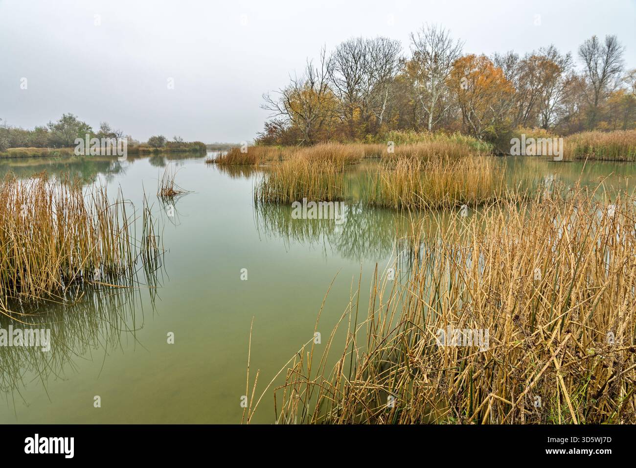 Una tranquilla zona umida con acqua verdastra e canne secche, incorniciata da alberi senza foglie sotto un cielo coperto. Foto Stock
