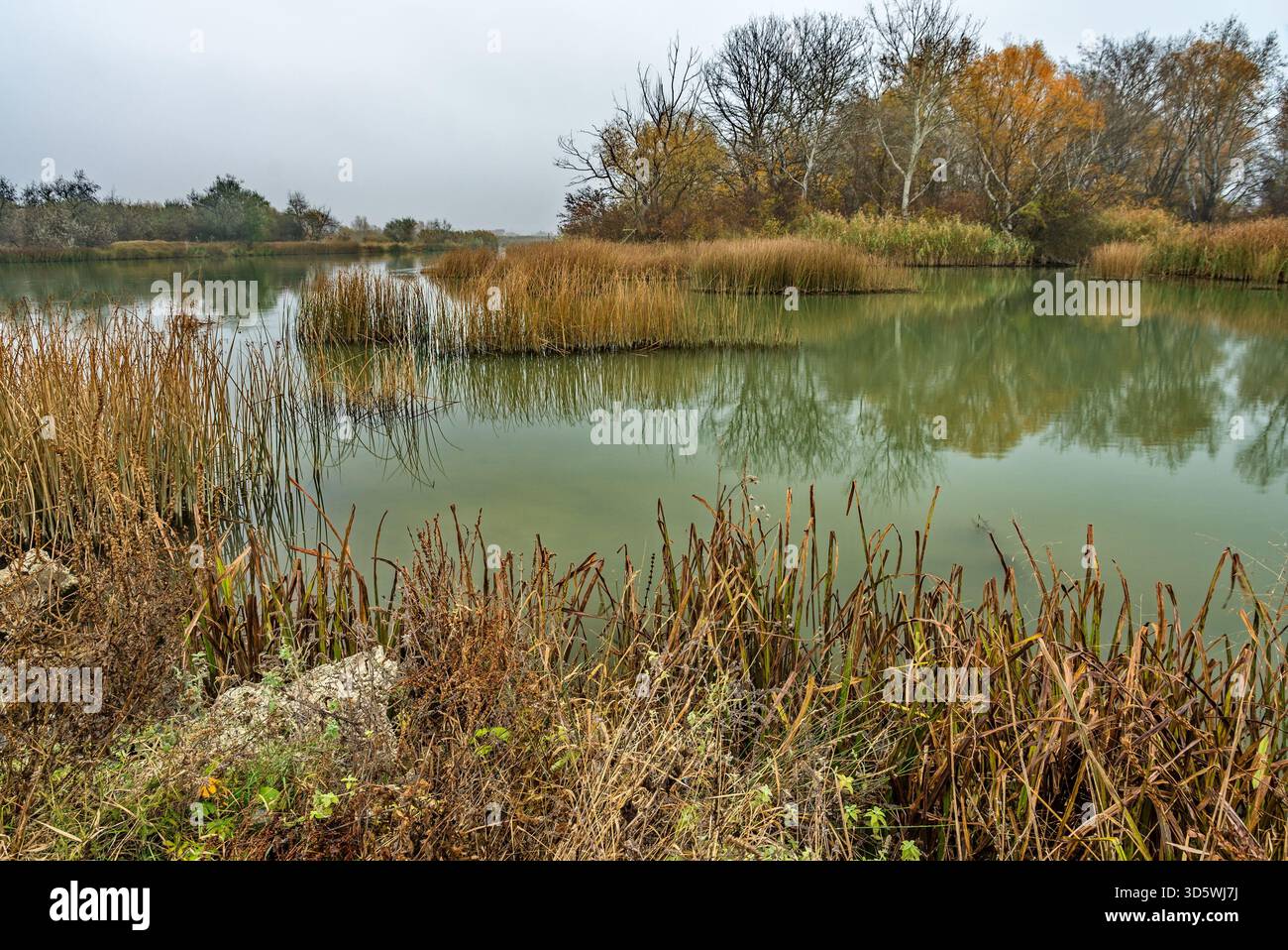 Una tranquilla zona umida con acqua verdastra e canne secche, incorniciata da alberi senza foglie sotto un cielo coperto. Foto Stock