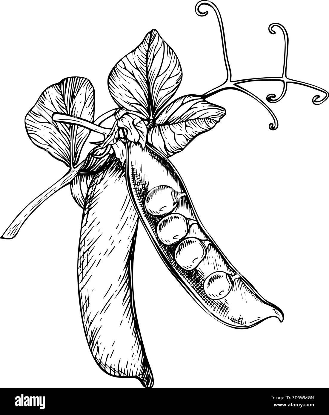 Composizioni di dolci foglie delicate di pisello verde, tendini ricci e due cialde. Uno aperto con piselli rotondi all'interno. Illustrazione vettoriale dipinta da Illustrazione Vettoriale