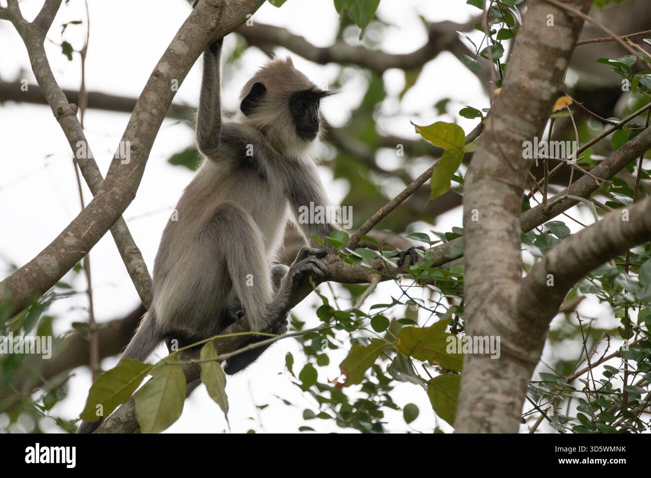 Un langur grigio siede su un ramo e cerca frutta commestibile. Foto Stock
