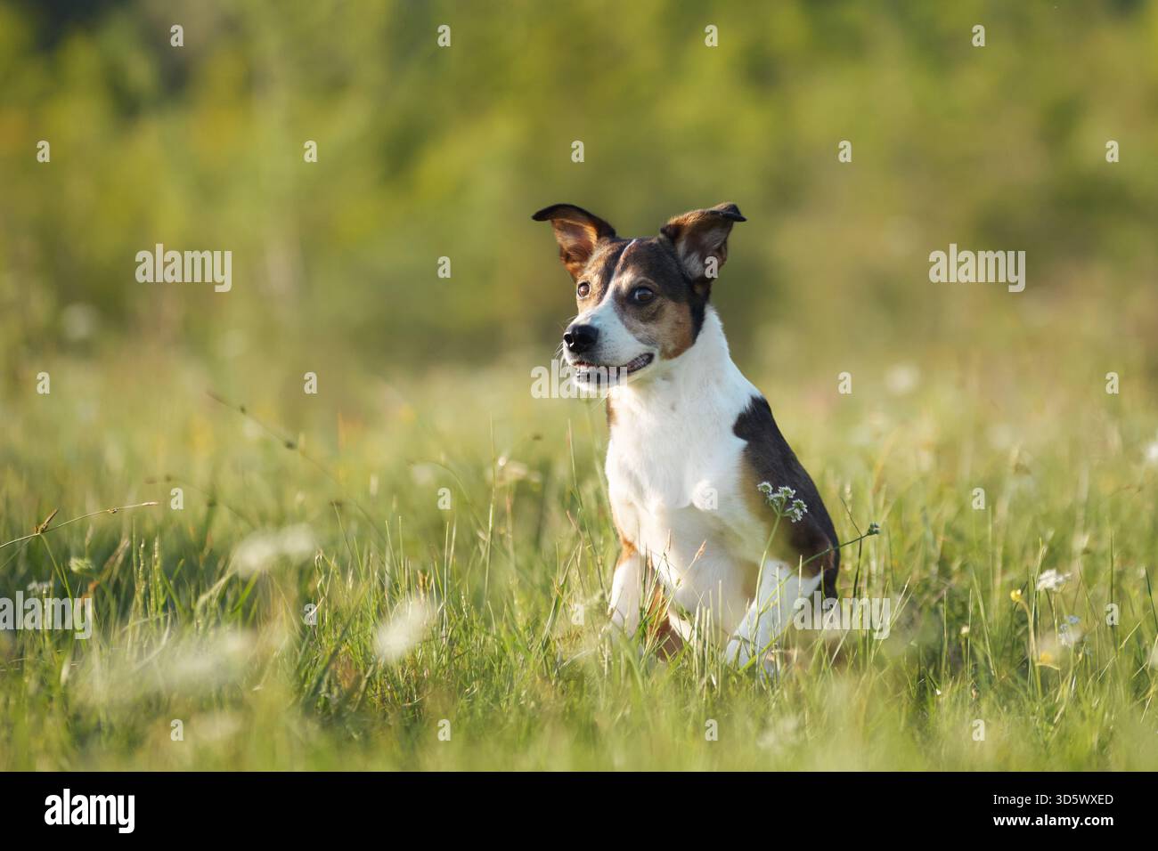 Un piccolo cane siede in posizione eretta sull'erba verde, le orecchie sono accarezzate e lo sguardo si concentra su qualcosa davanti. Foto Stock