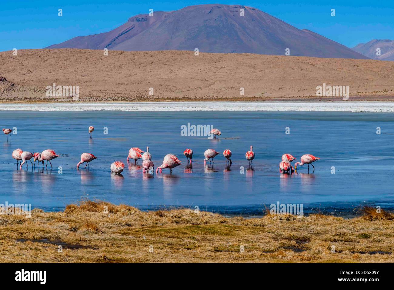 Fenicotteri andini che si nutrono su una laguna ad alta quota sotto le torreggianti montagne vulcaniche Foto Stock