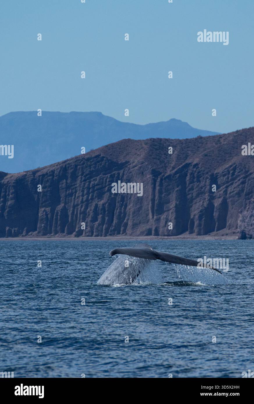 Una balena blu nuota al largo di Loreto, Mare di Cortez, bassa California Sur, Messico Foto Stock