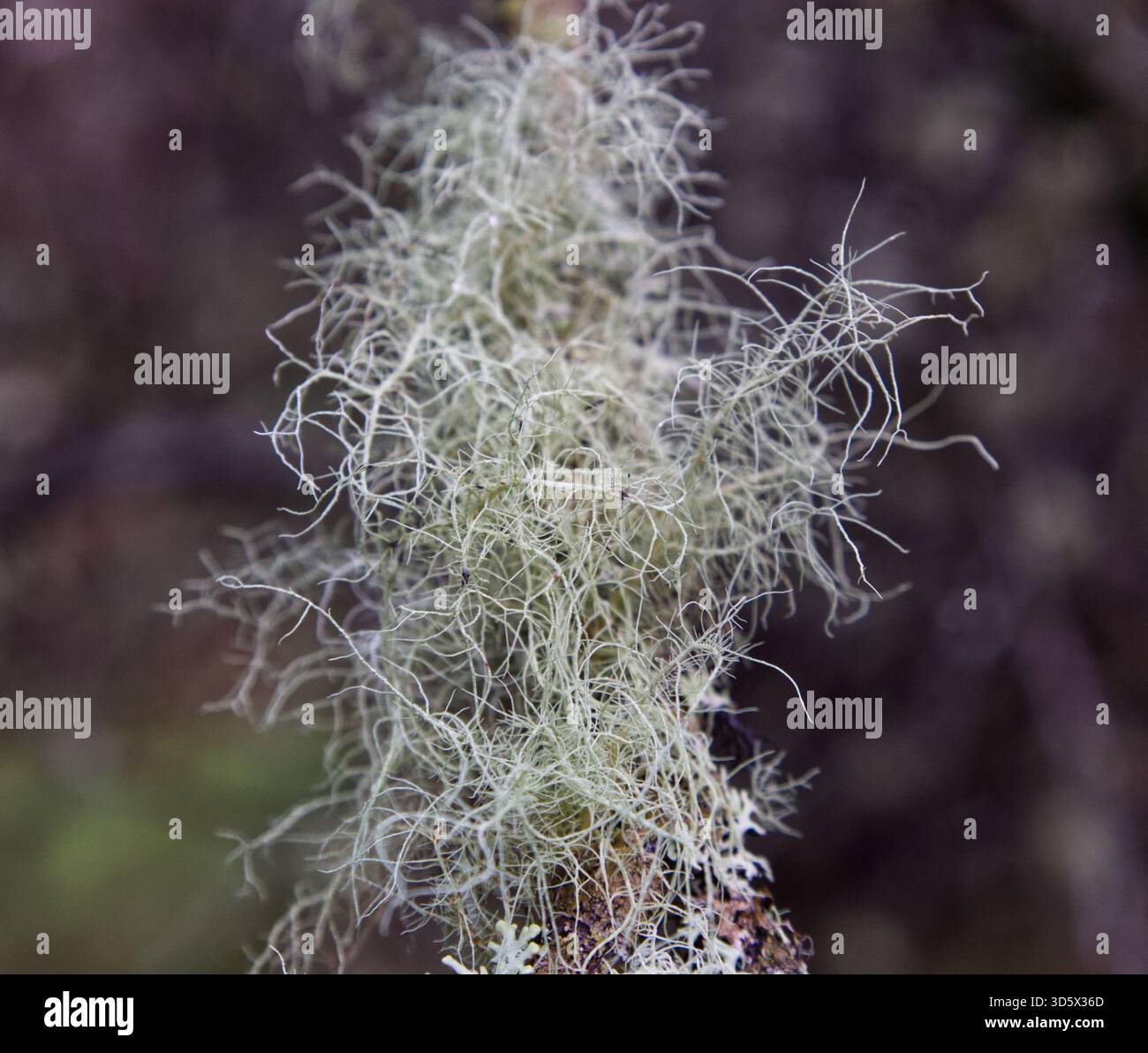 Foto del muschio Foto Stock