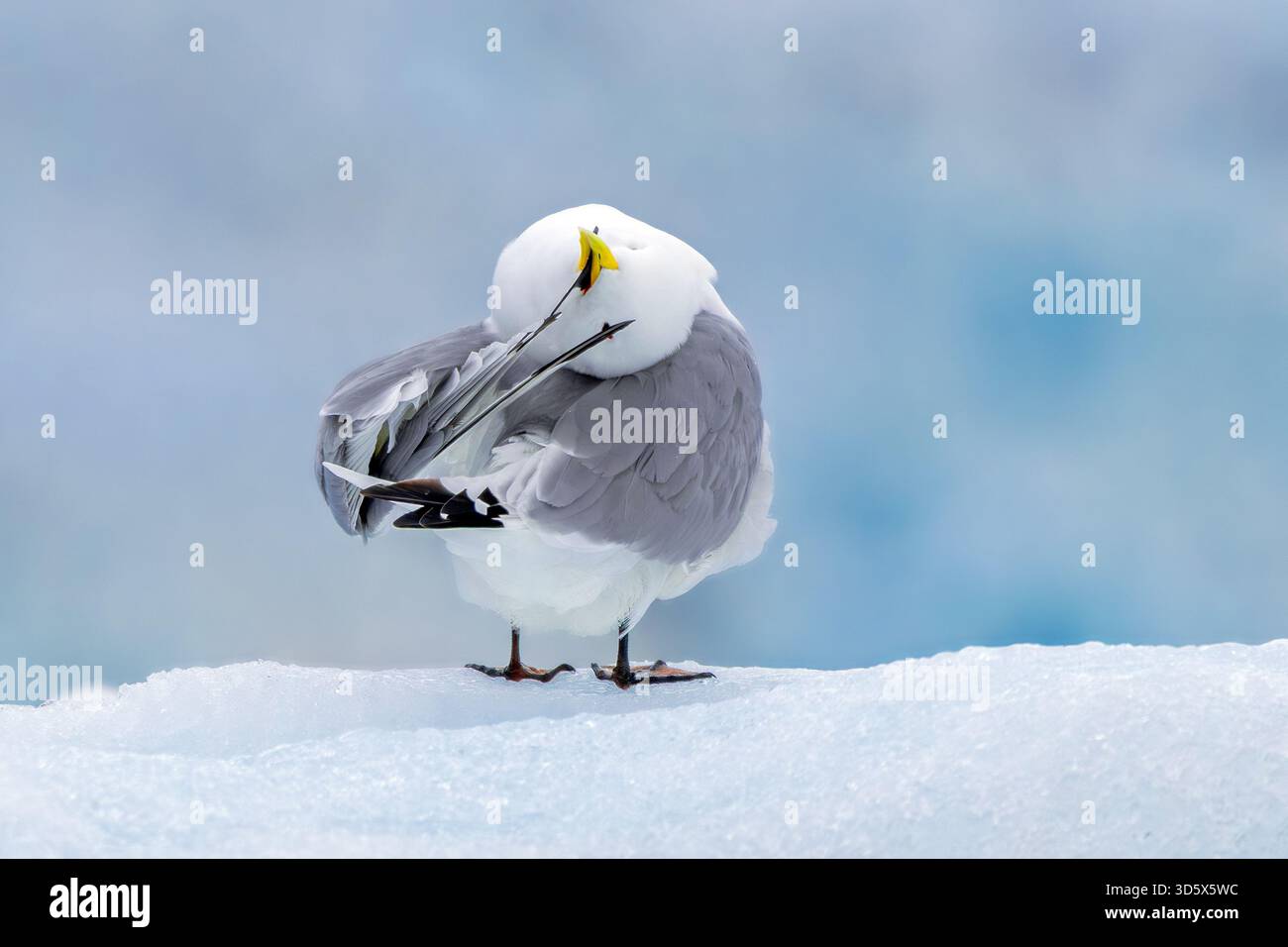 Kittiwake dalle zampe nere (Rissa tridactyla) adulti in piuma estiva che preserva le piume sul ghiaccio nell'Oceano Artico, Svalbard / Spitsbergen, Norvegia Foto Stock