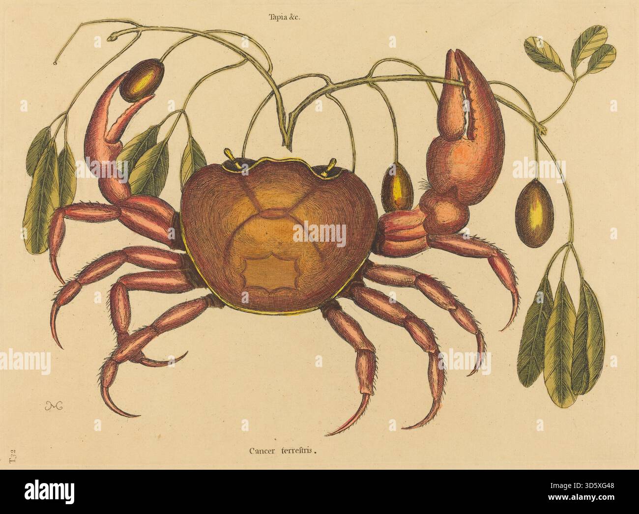 Un'illustrazione del granchio (Cancer ruricola) di Mark Catesby, pubblicata nel 1731-1743, che mette in evidenza carapace, artigli, gambe, e raffigurazione dell'habitat naturale. Foto Stock