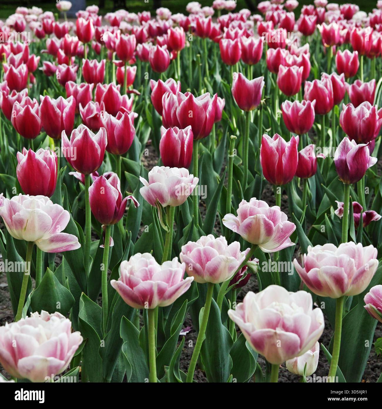 Molti tulipani multicolori su aiuole Foto Stock