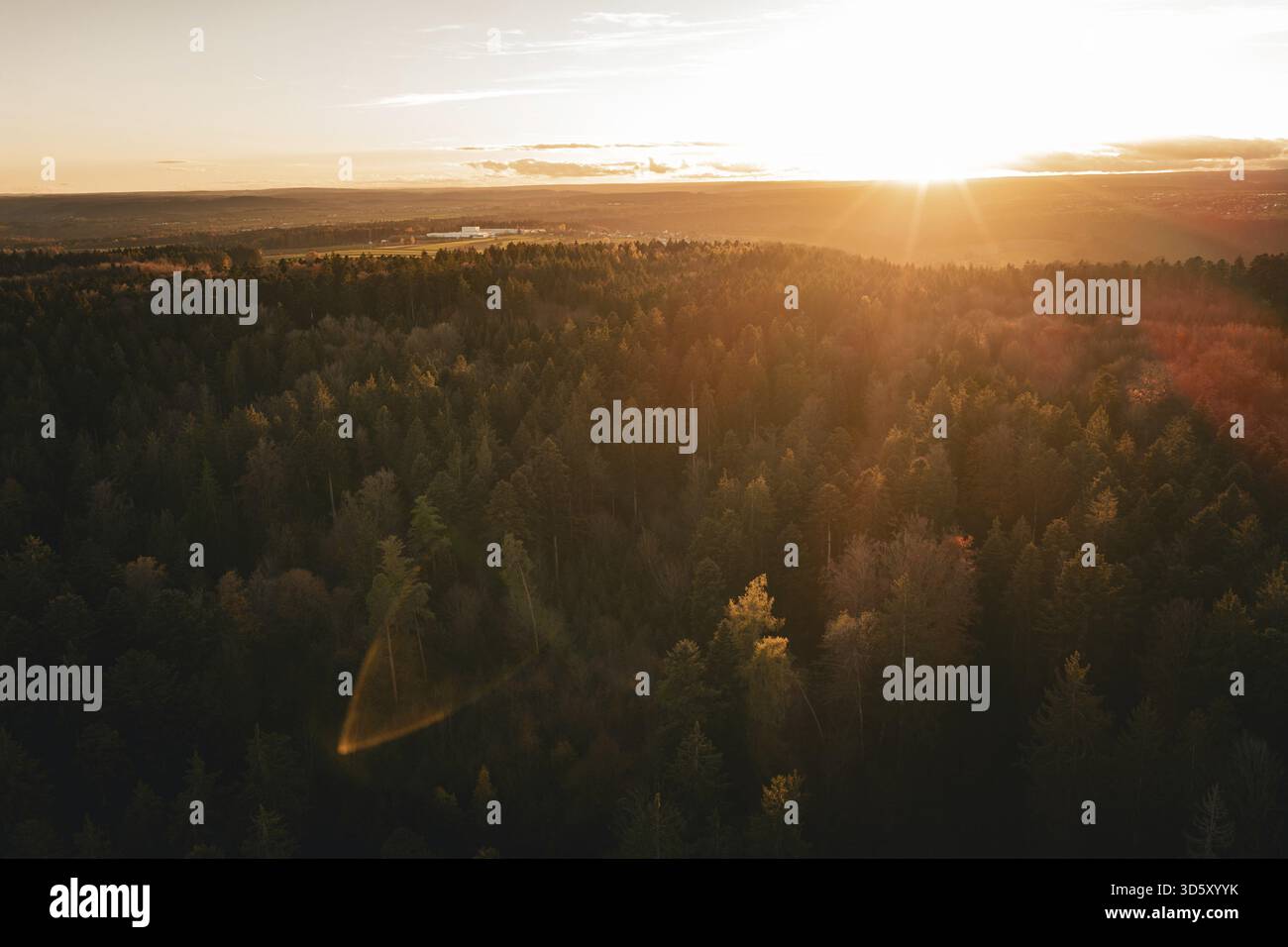 Foresta fitta con luce dorata del tramonto, paesaggio tranquillo, quartiere Calw, Germania Foto Stock