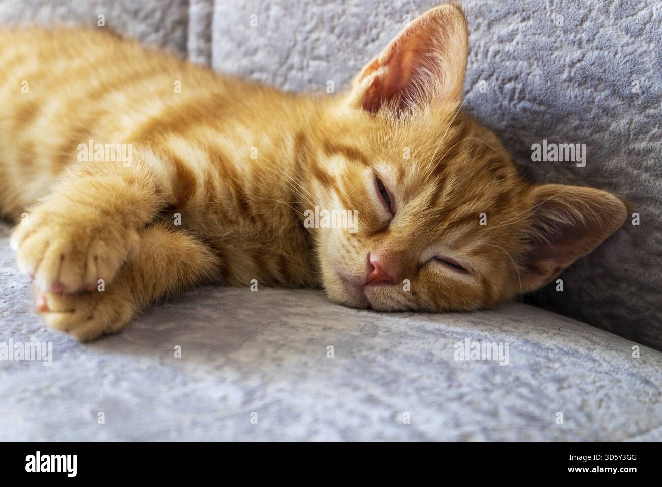 Primo piano di un gattino di zenzero che dorme sul divano. Animali domestici, cura Foto Stock
