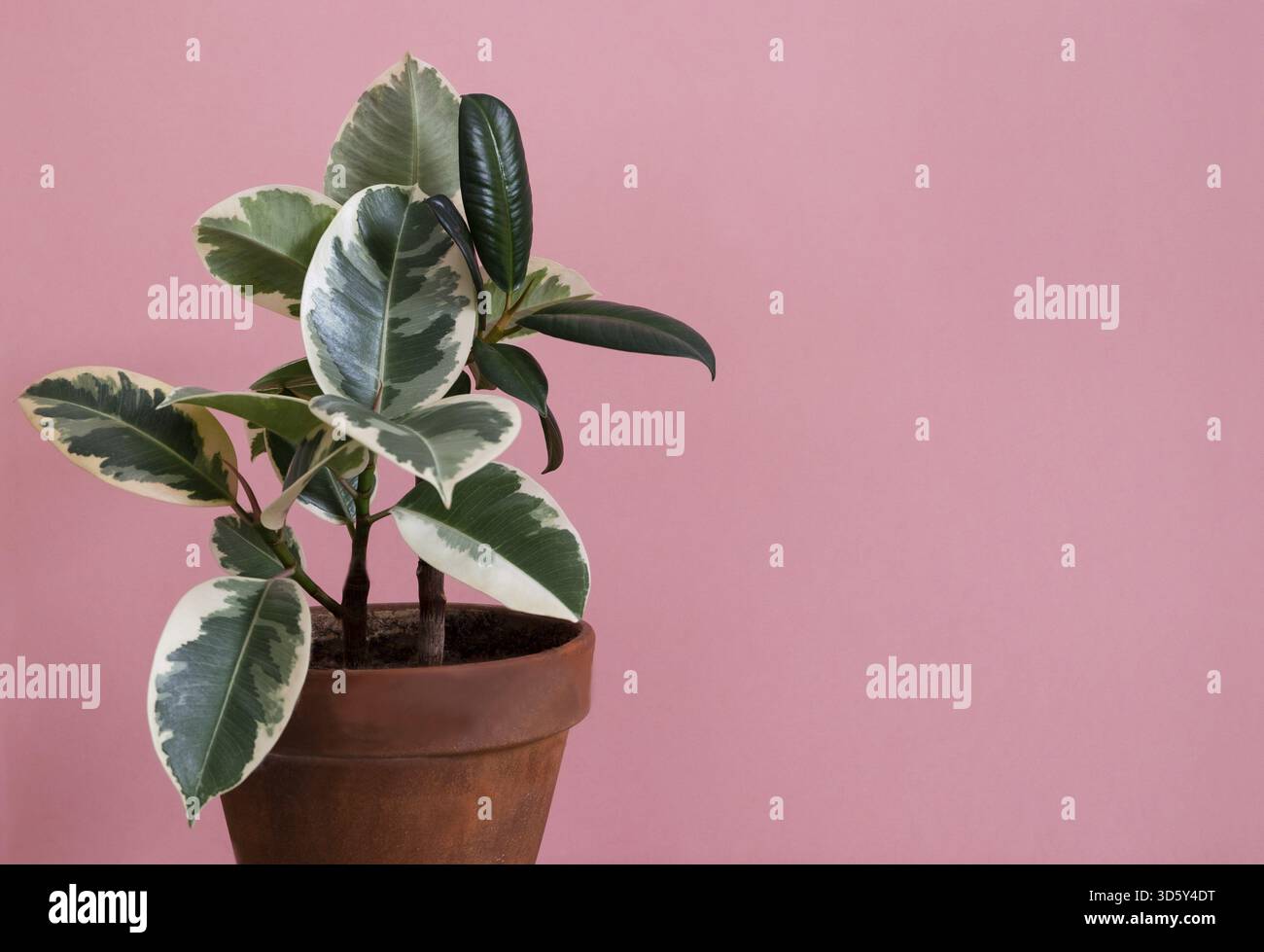 Ficus di gomma della varietà tieneke in un vaso di fiori di argilla su sfondo rosa. Piante all'interno, concetto di giardino domestico. Copia spazio. orig. Orizzontale Foto Stock