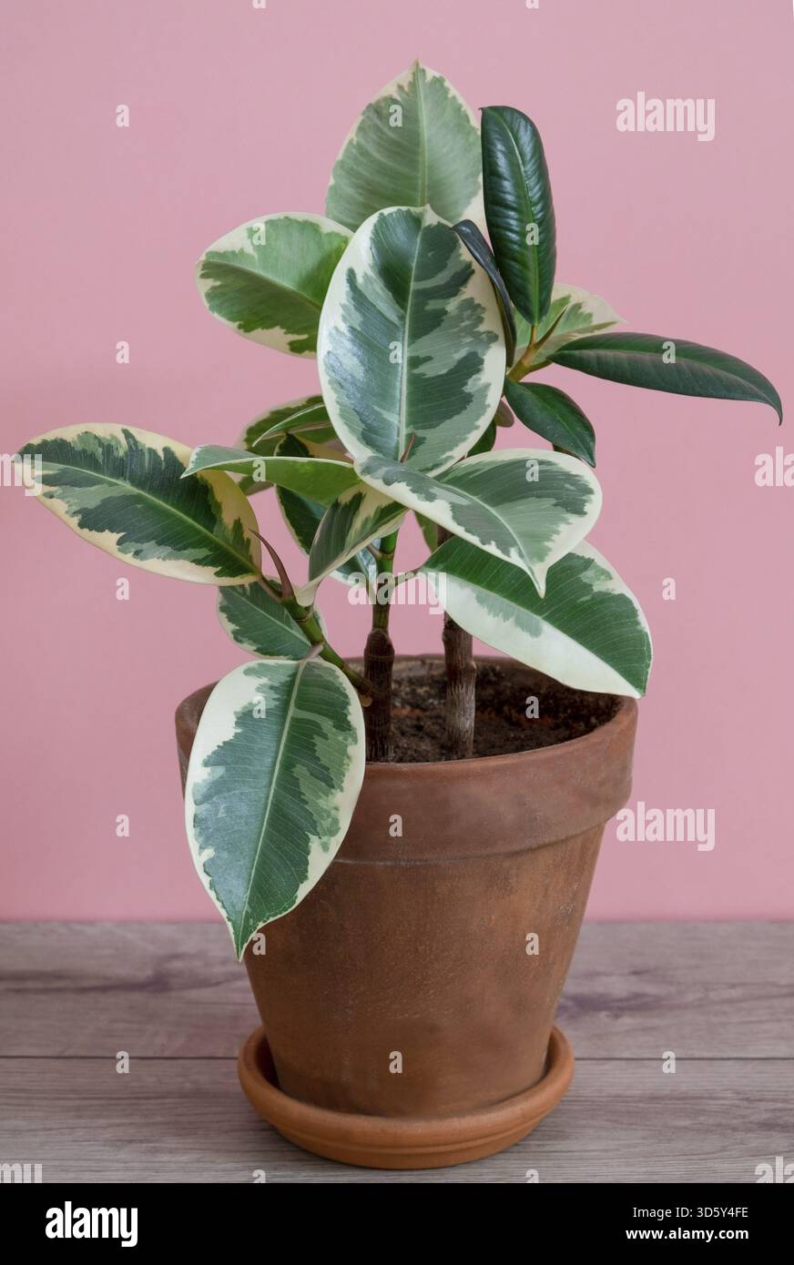Ficus di gomma della varietà tieneke in un vaso di fiori di argilla su sfondo rosa. Piante all'interno, concetto di giardino domestico. Orientamento verticale Foto Stock