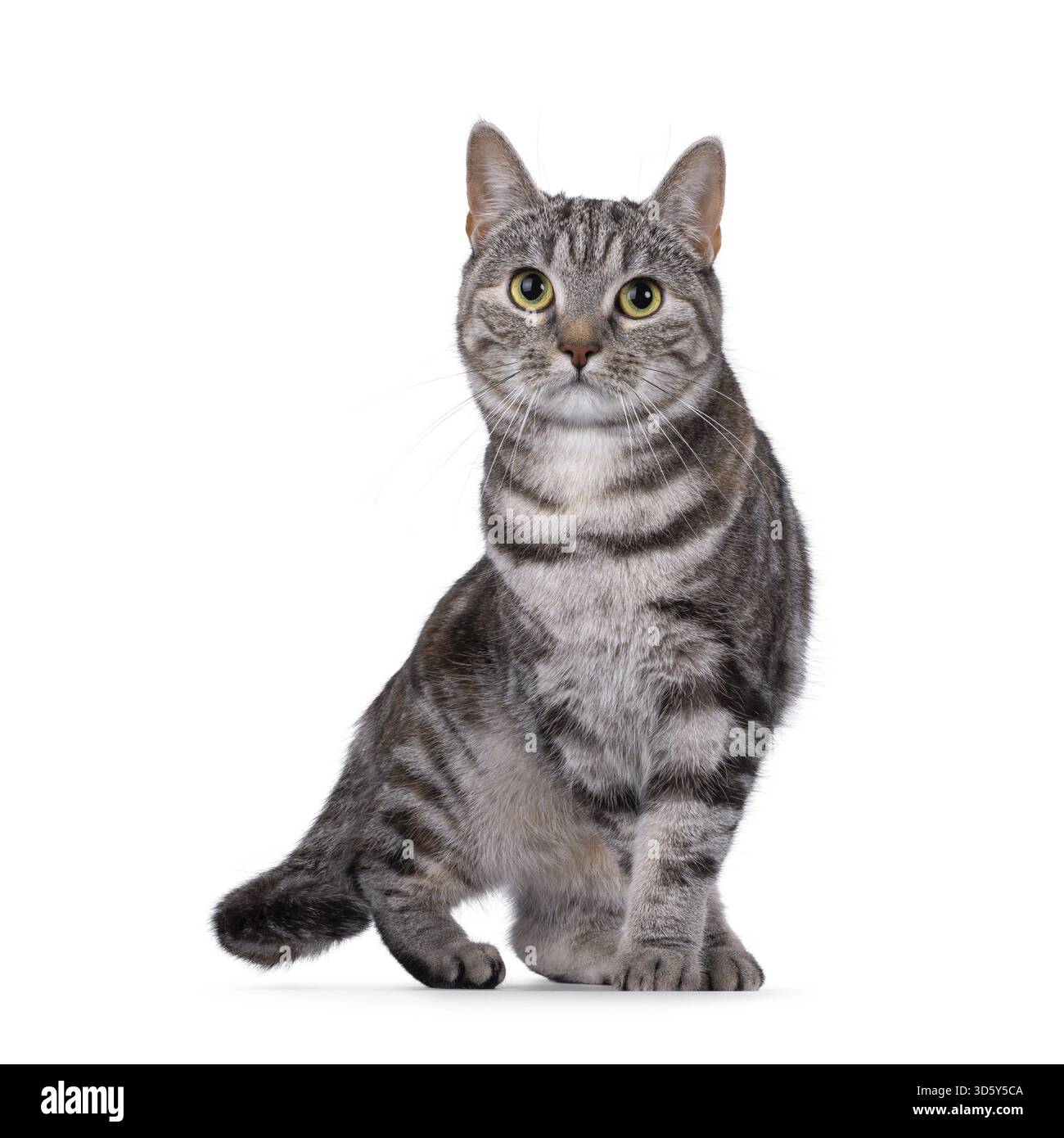 Tortie per adulti espressiva gatto europeo Shorthair, in piedi o in piedi rivolto verso la parte anteriore. Guardare direttamente nell'obiettivo. Isolato su sfondo bianco, Netherl Foto Stock