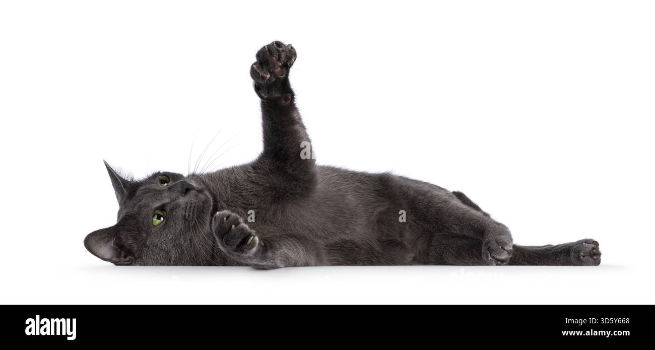 Giovane gatto Korat adulto, sdraiato sulla schiena. Zampe che mostrano le dimensioni dei pesci grandi immaginari. Isolato su sfondo bianco, Paesi Bassi Foto Stock