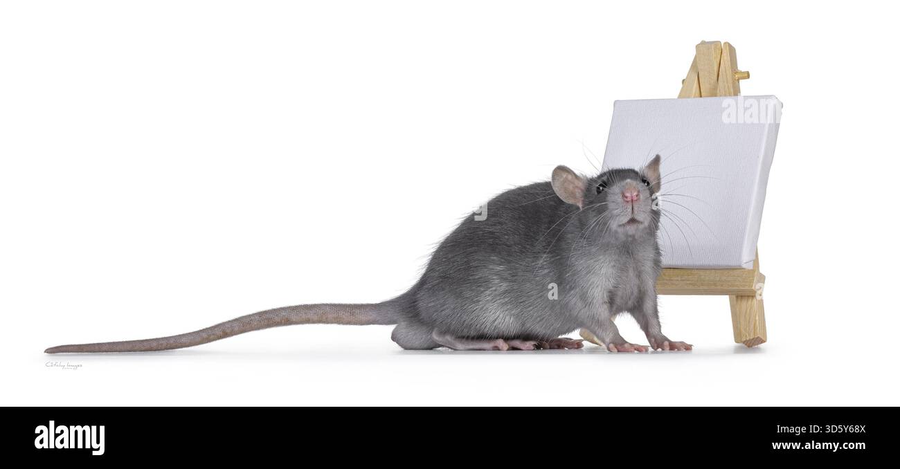 Un piccolo ratto blu che sta in piedi lateralmente davanti a una tela bianca vuota su un cavalletto di legno. Guardando verso la fotocamera. Isolato su un backgrou bianco Foto Stock