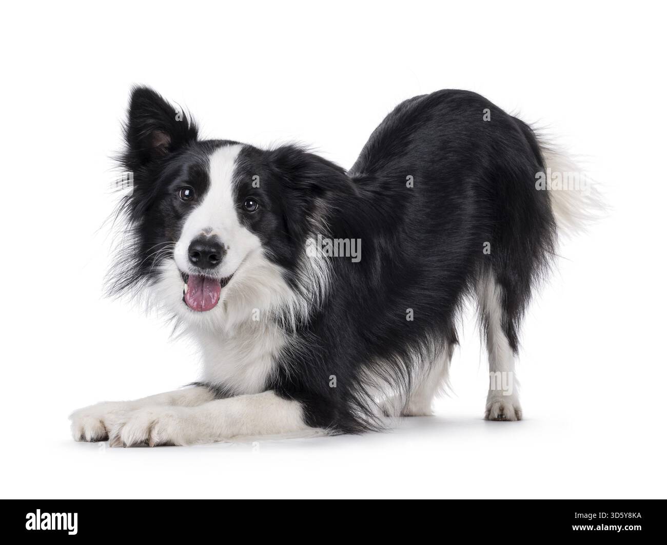 Carismatico tipico cane Border Collie bianco e nero giovane adulto, in piedi lateralmente in comando di prua. Guardando direttamente alla fotocamera con la bocca aperta Foto Stock