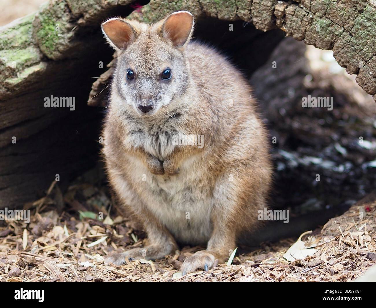 L'affascinante e curiosa Tammar Wallaby, in una bellezza straordinaria. Foto Stock