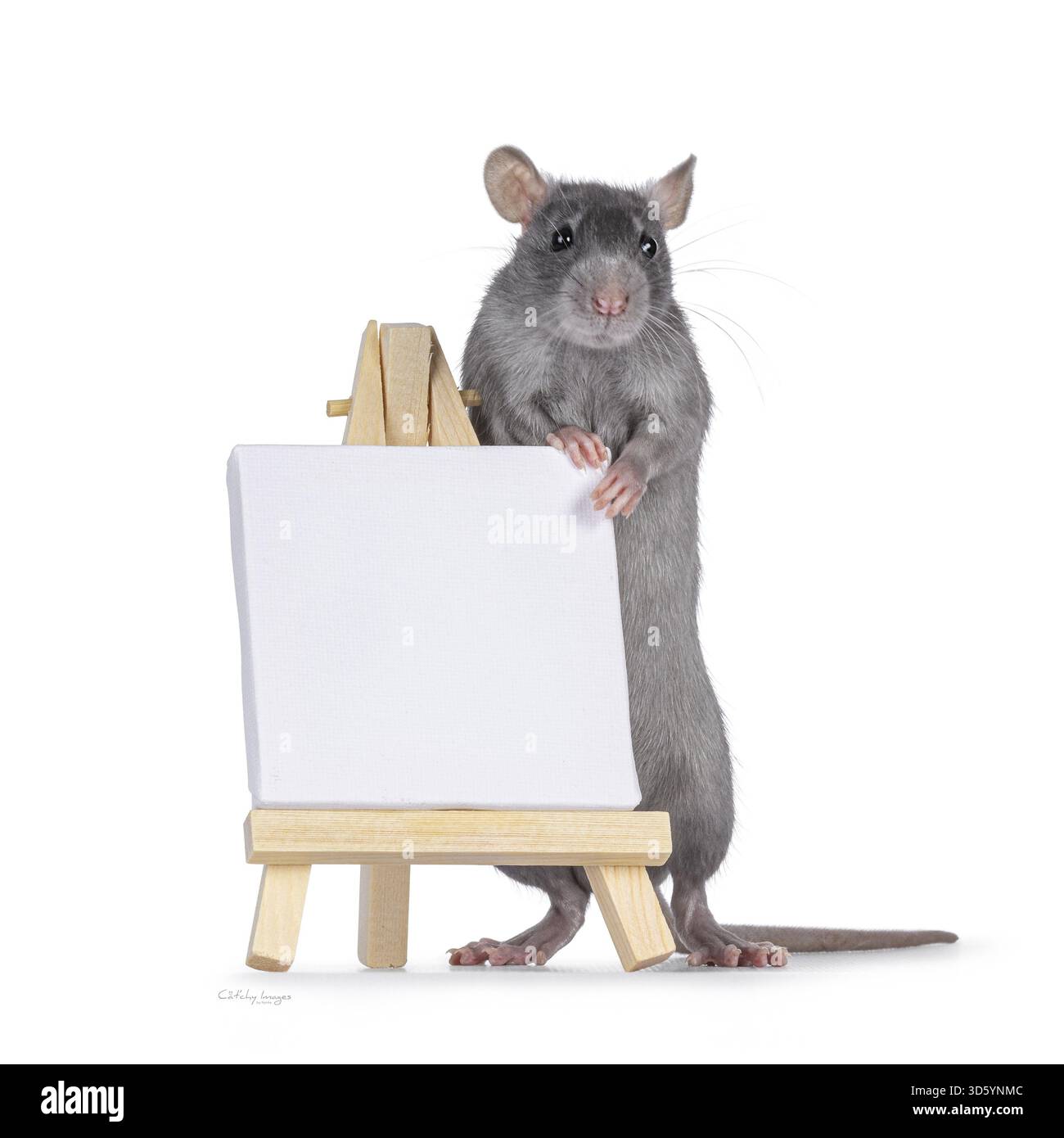 Piccolo topo blu che sta sulle zampe posteriori dietro una tela vuota bianca su un cavalletto di legno. Guardare lontano dalla fotocamera. Isolato su un backgroun bianco Foto Stock