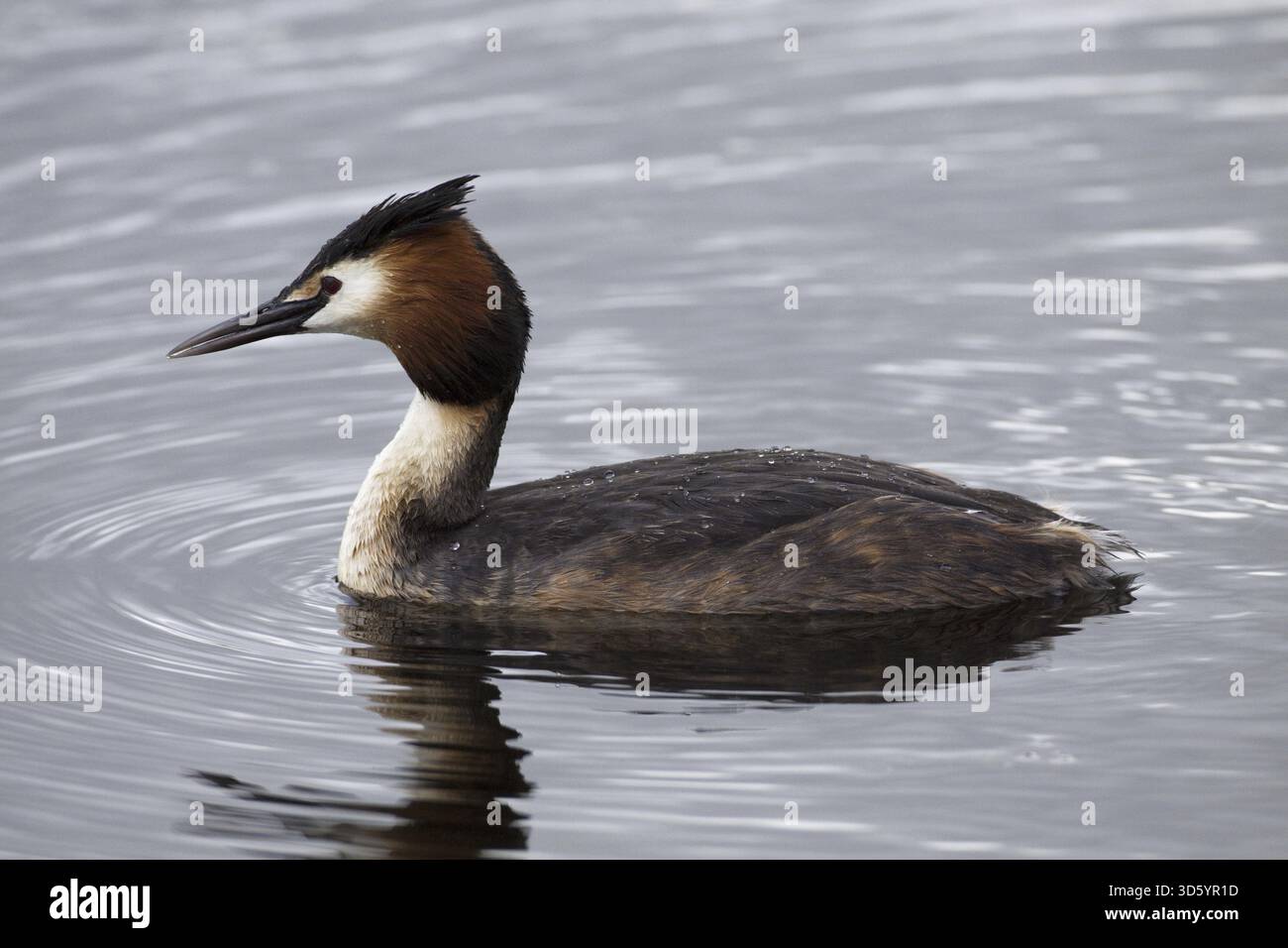 Svasso maggiore Foto Stock