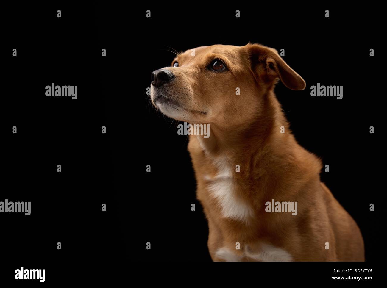 Il cane marrone solleva lo sguardo verso l'alto in una postura curiosa. Lo scatto viene effettuato su uno sfondo scuro. Foto Stock