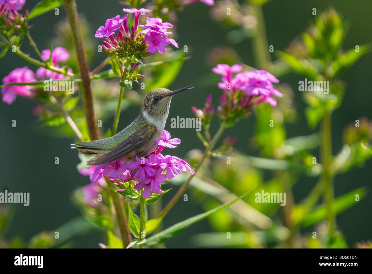 Un colibrì dalla gola rubina (Archilochus colubris) siede su un fiore rosa in un giardino. I suoi colori brillanti e le piume minuscole sono chiaramente visibili nella morbida, na Foto Stock