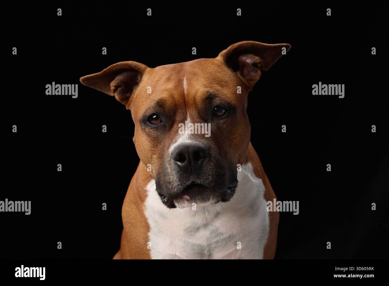 Uno staffordshire terrier marrone e bianco guarda verso l'alto con orecchie sollevate su uno sfondo nero. L'ambientazione scura dello studio evidenzia l'allarme del cane e. Foto Stock