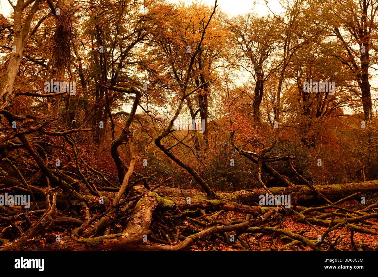 Vista ravvicinata della morte e degli alberi caduti nella nuova Foresta durante l'autunno, altri alberi e vegetazione nel backlground, tono seppia Foto Stock