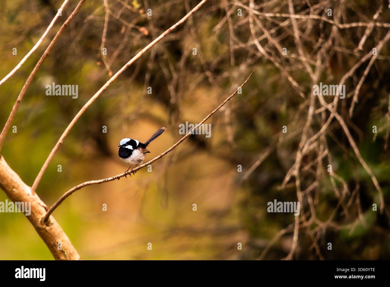 Maschio superba fata wren Foto Stock