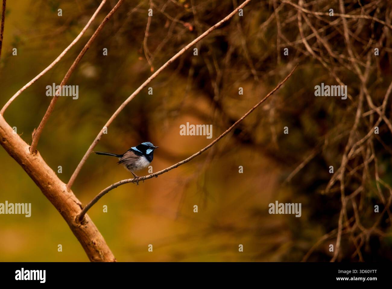Maschio superba fata wren Foto Stock
