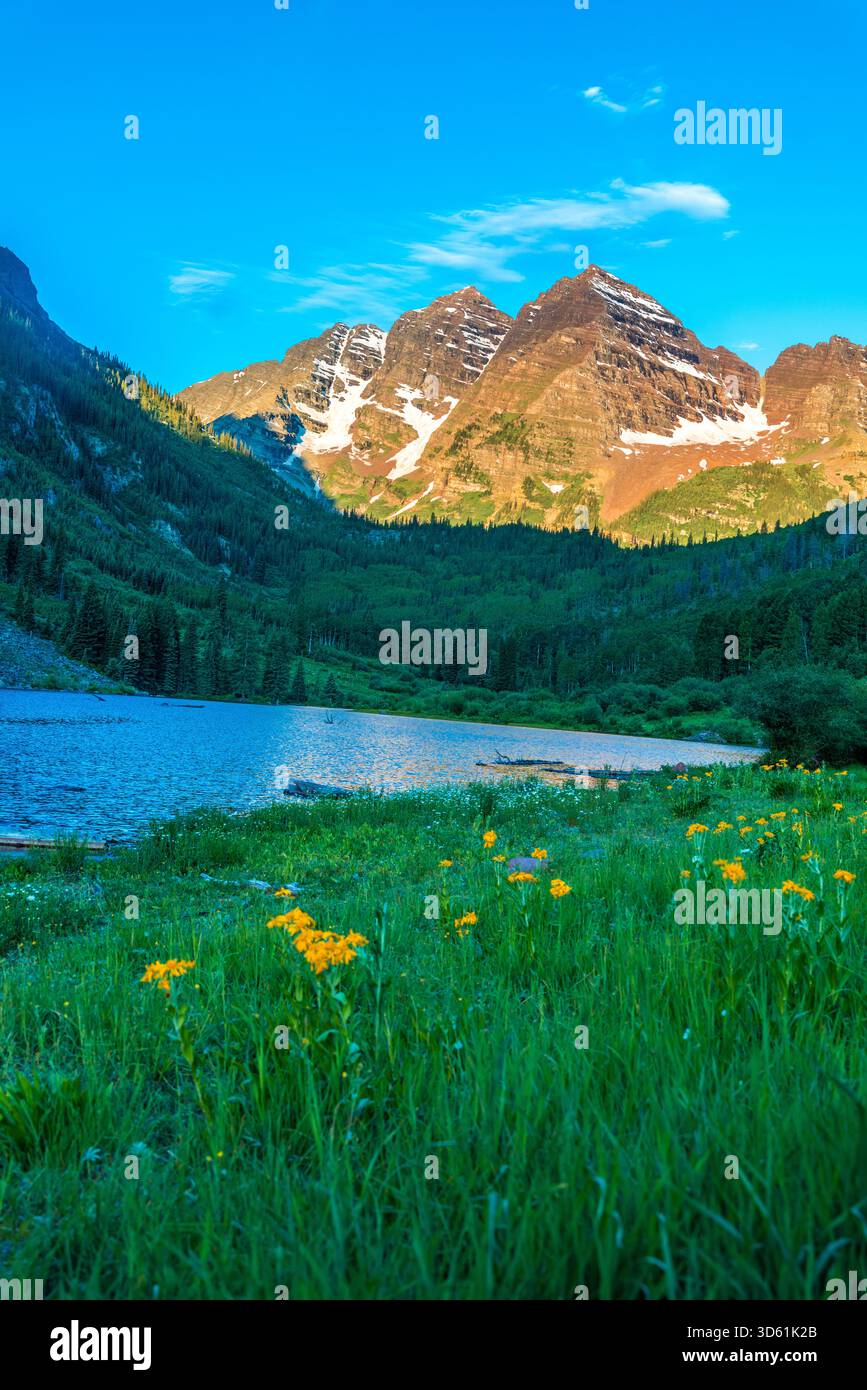 Fiori selvatici che fioriscono lungo la costa del lago Maroon con le vette delle Maroon Bells sullo sfondo, Aspen, Colorado, Stati Uniti. Foto Stock