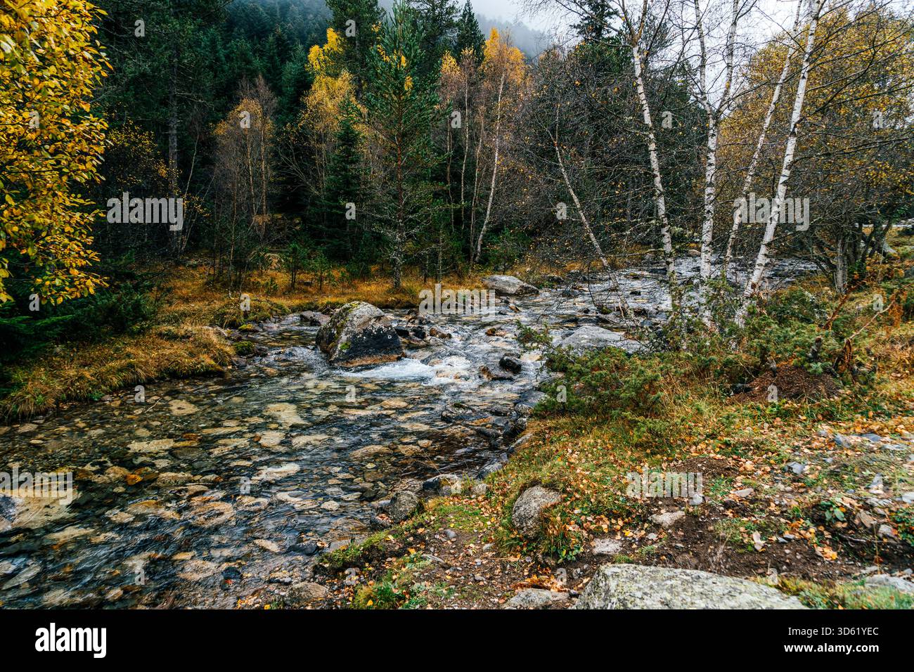 Ruscello di montagna che scorre attraverso la foresta autunnale, gli alberi di betulla, il Golden Foliage, il letto del fiume roccioso, le Montagne nebbiose, paesaggio naturale Foto Stock