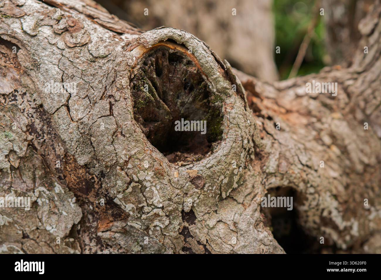 Nodo ruvido ruvido sul tronco dell'albero con fori. Vecchia consistenza della corteccia di legno. Tronco di albero naturale superficie incrinata. Sfondo di corteccia d'albero. Primo piano. Foto Stock