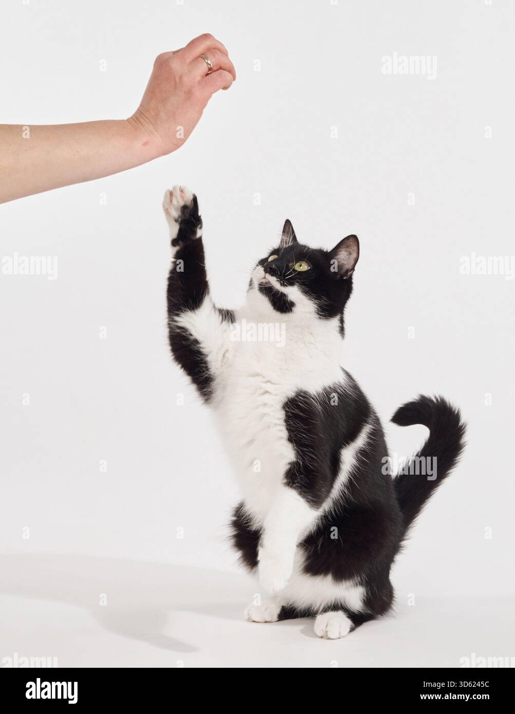 Il gatto bianco e nero solleva entrambe le zampe raggiungendo una mano visibile. Il movimento suggerisce gioco o interazione. Foto Stock