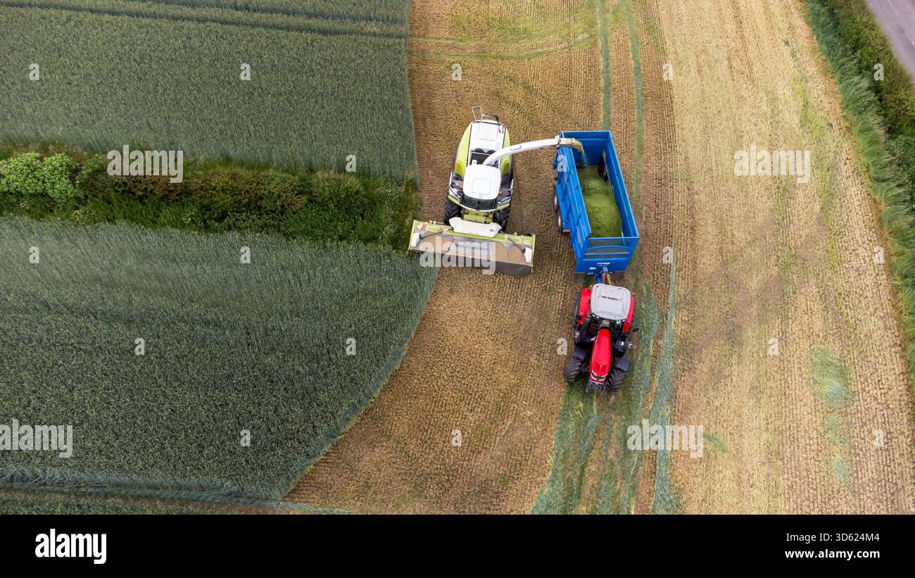 Vista aerea della trinciacaricatrice che taglia il prodotto nel rimorchio Foto Stock