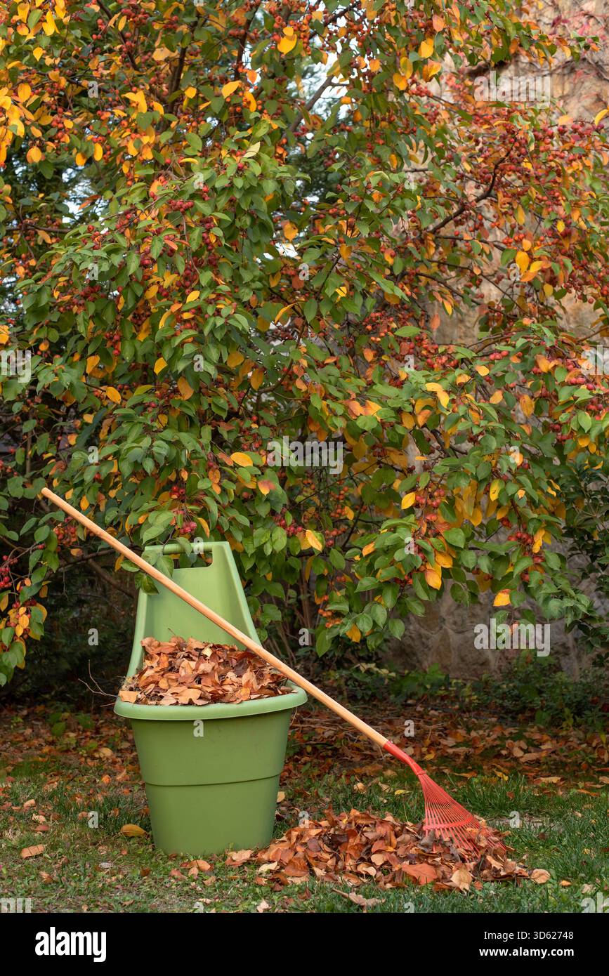 Il giardino autunnale funziona, rastrellare le foglie. Foto Stock