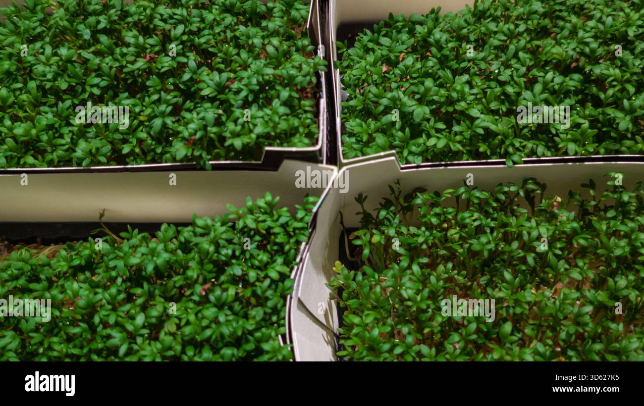 Vista dall'alto ravvicinata dei microgreen freschi e densi che crescono in vassoi divisi. Foto Stock